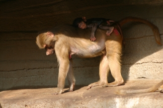 affenbaby bilder
