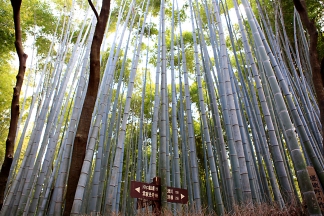 bambus-wald-fotos-und-bilder