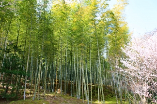 bambuswald-bilder