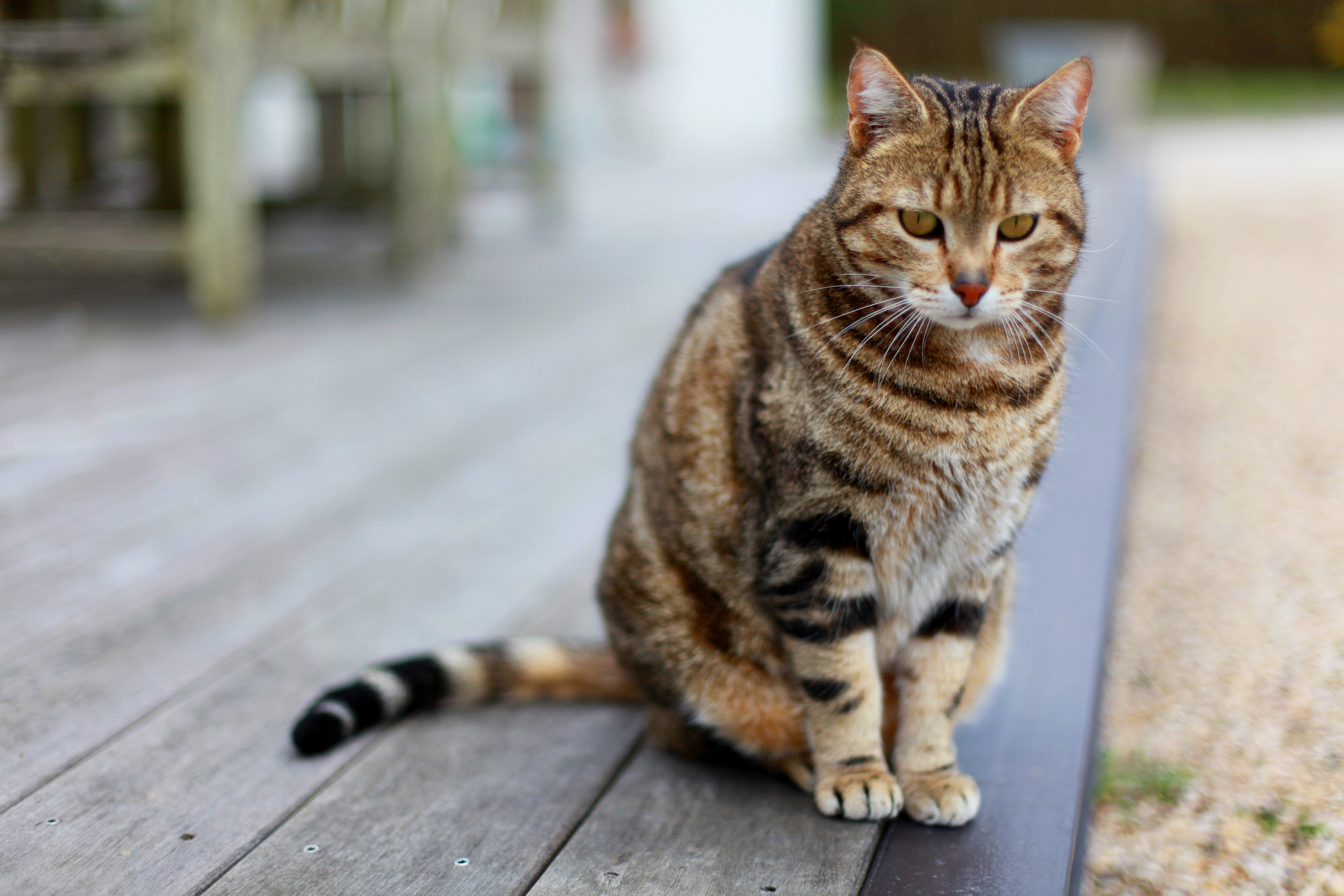 Katzen Katzenrassen Von A Bis Z LGYC