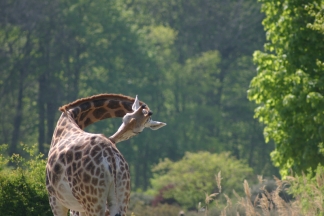 giraffen bilder