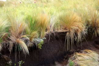 Graslandschaft mit Bodenerosion