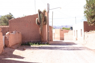 Kaktus Foto in einem Dorf