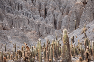 Kaktus Bilder und Fotos