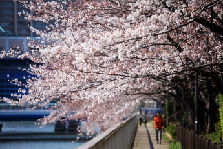 Japanische Kirschblüte Fotos