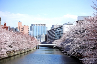 Japanische Kirschblüte Foto Tokio