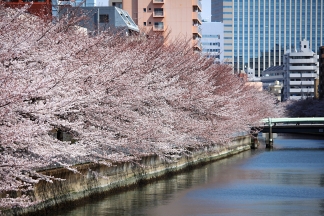Japanische Kirschblüte Bilder