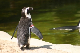 pinguine bilder