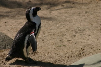 pinguine bilder