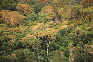 Regenwald Bilder