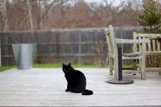 schwarze-katze-bilder-photomakers