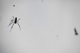 Spinnen Bilder