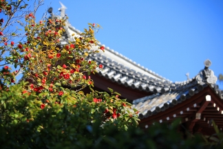 Japanische Tempel Bilder kostenlos