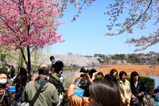 Kirschblüte in Tokio
