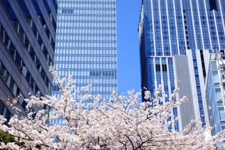 Kirschblüten Bilder von Tokio