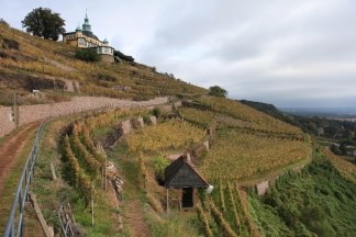 Weinberg Bilder