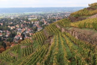 Weinberg Bilder