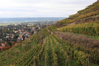 Weinberg Bilder